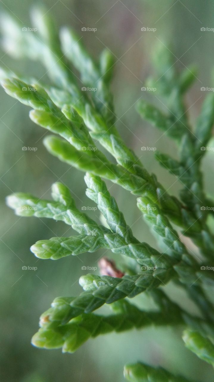 Cypress tree leaves