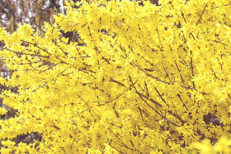 natural fullframe background of fosythia bush in blossom.