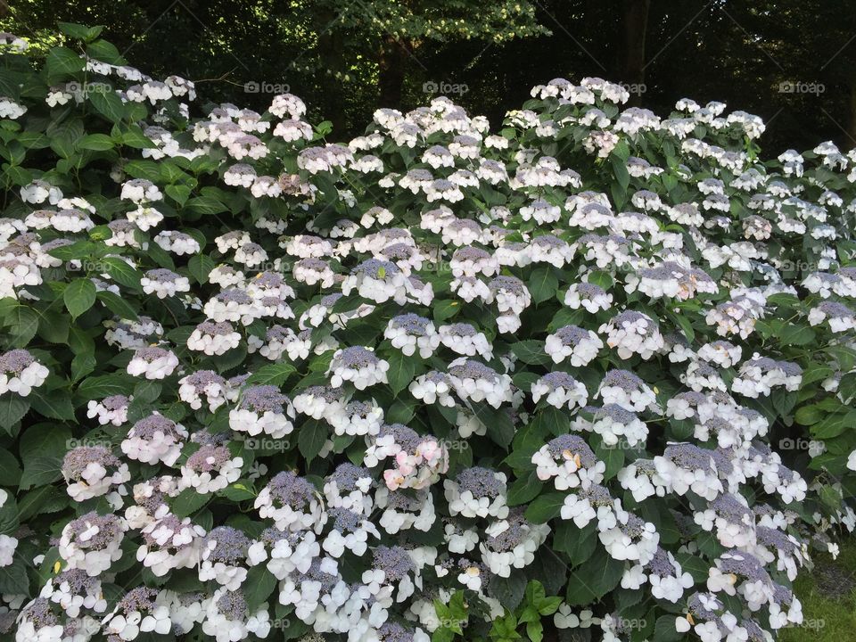 Flowers in a park in Antwerp