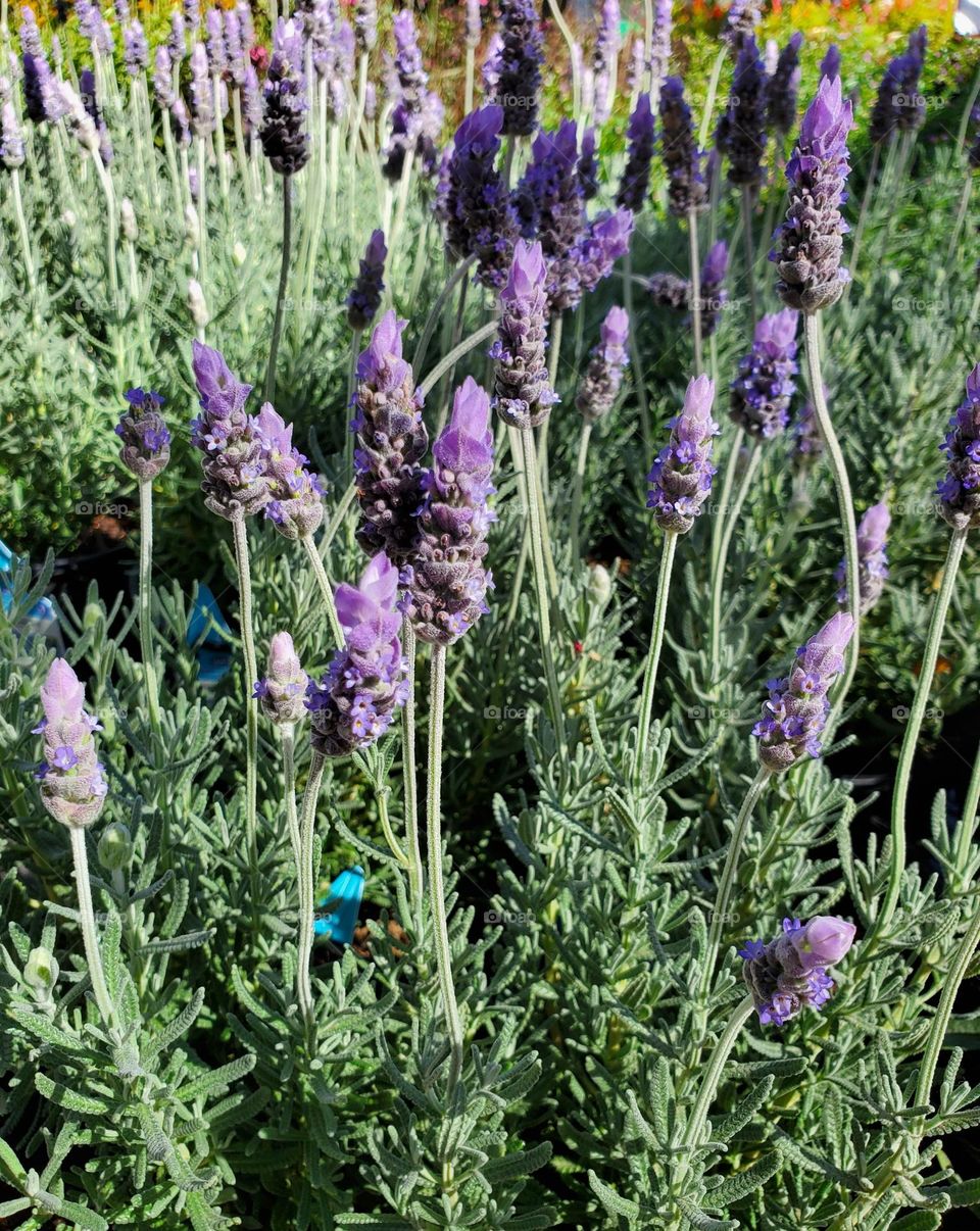 Purple Flowers in Bloom