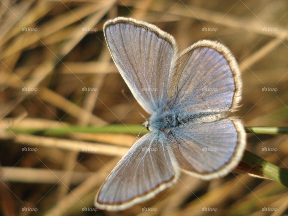 Blue butterfly on dry grass