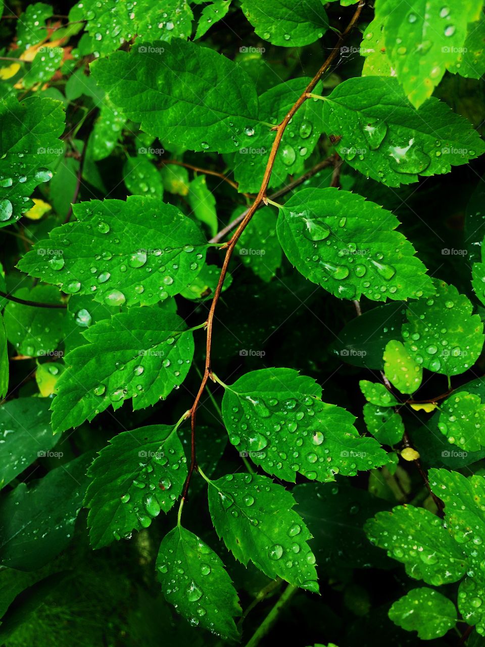 Forest plants after rain background 