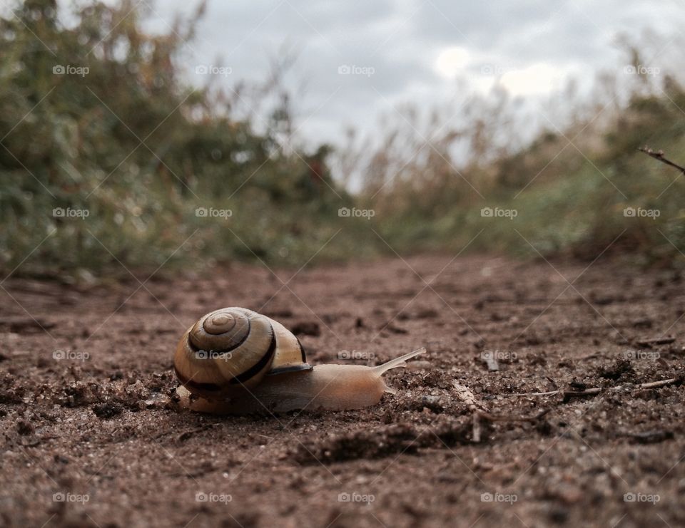 Snail on trail 
