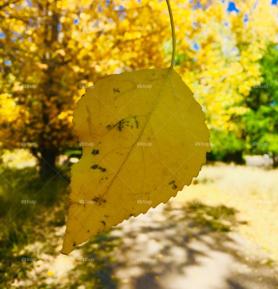 Try to wait until the leaves will fall.