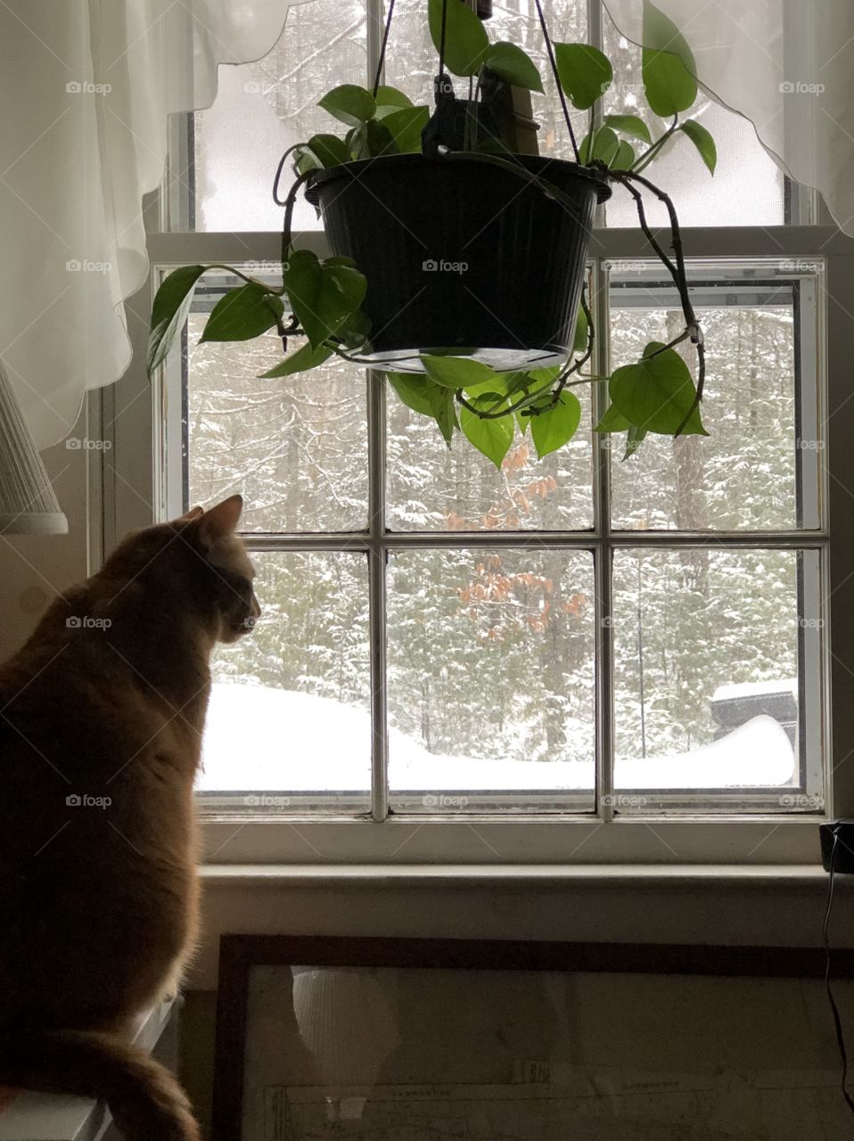 Relaxing and staying warm in the house with the cat as we watch the snow fall in the backyard through a glass window in the comfort of the livingroom.