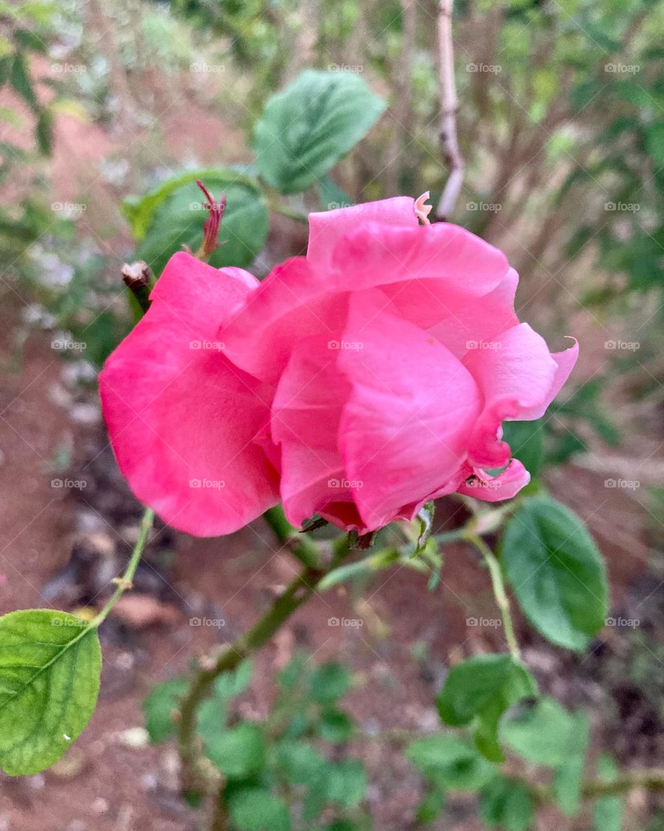 🌹 🇺🇸 Very beautiful flowers to brighten our day.  Live nature and its beauty. Did you like the delicate petals? / 🇧🇷 Flores muito bonitas para alegrar nosso dia. Viva a natureza e sua beleza. Gostaram das pétalas delicadas? 
