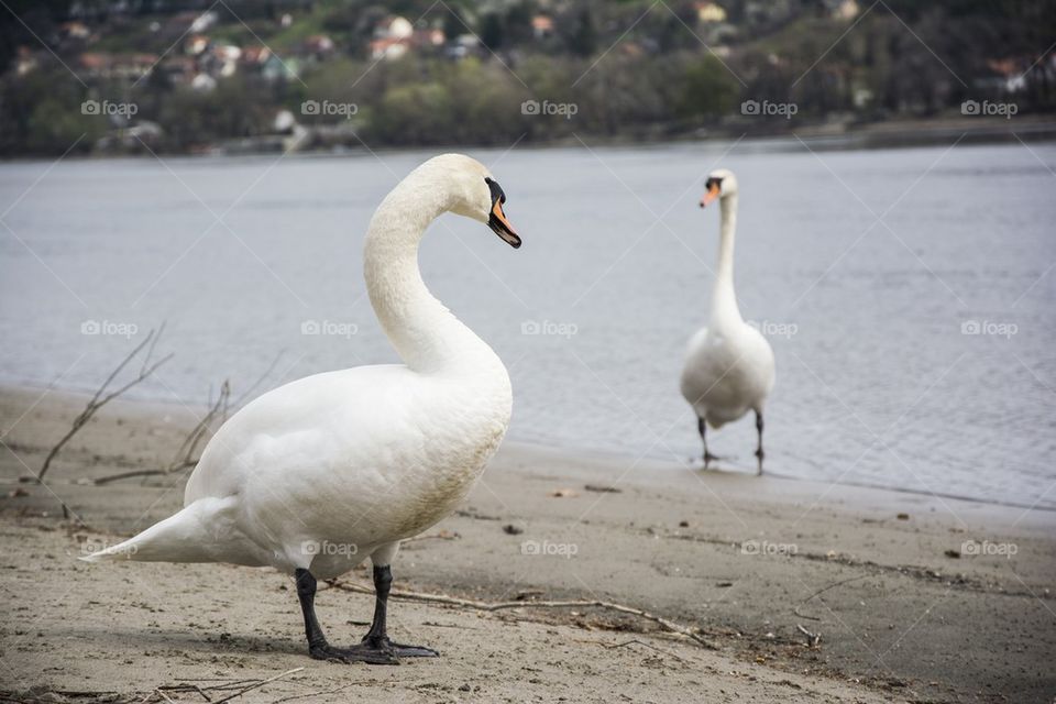 swans looking eachother