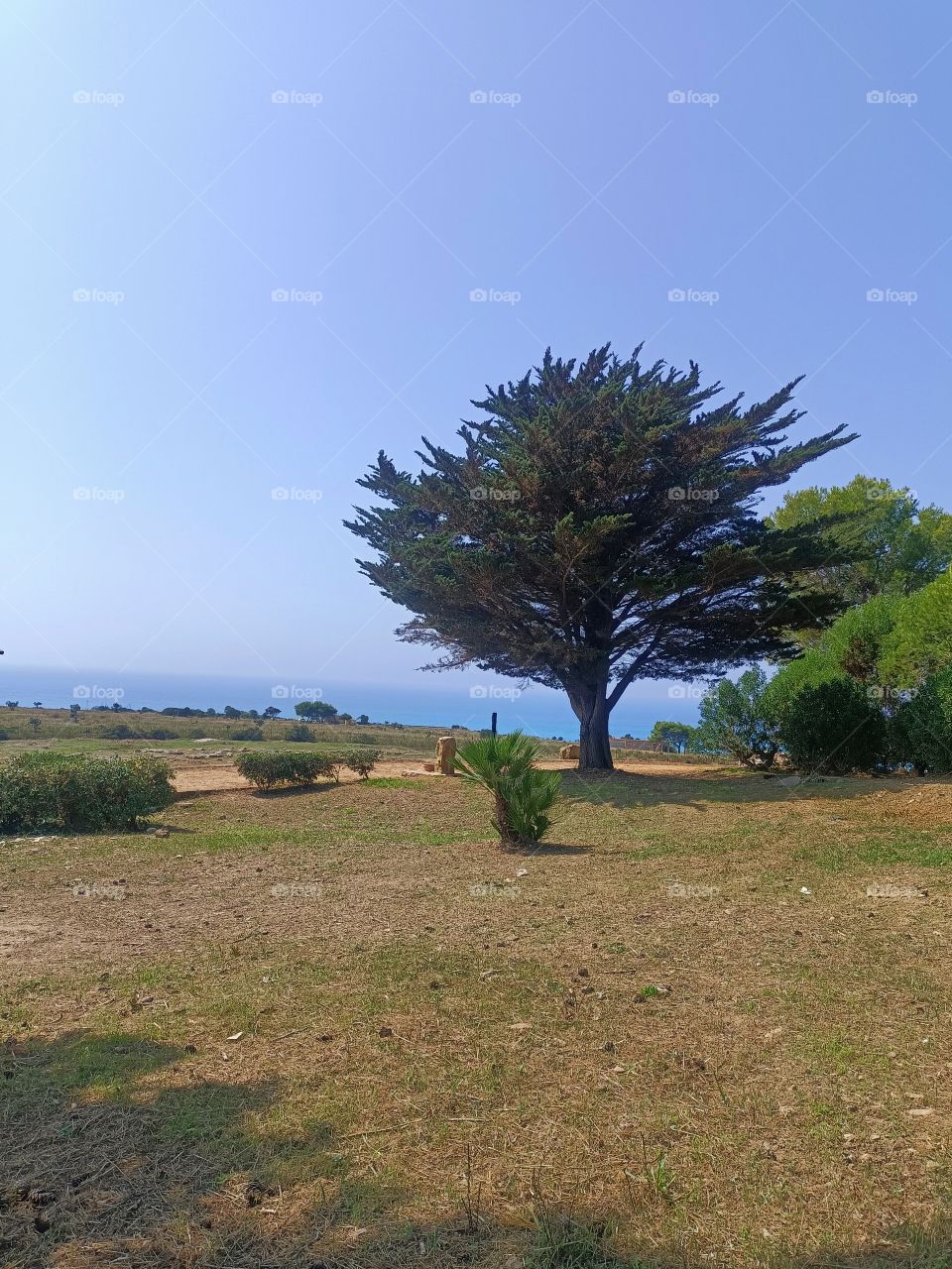 albero , cielo e mare
