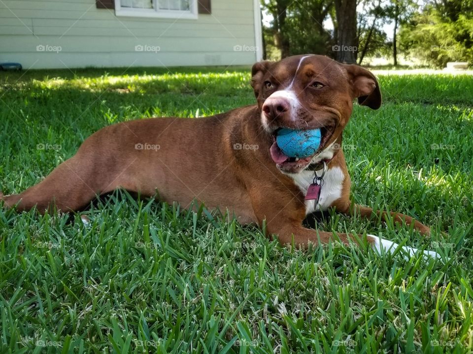 Olive with her Ball in the Yard