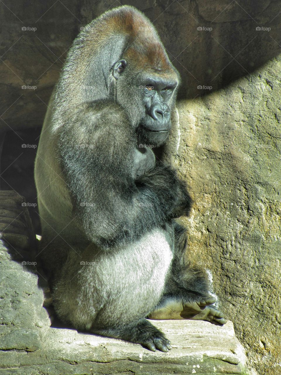 Gorilla at Barcelona Zoo