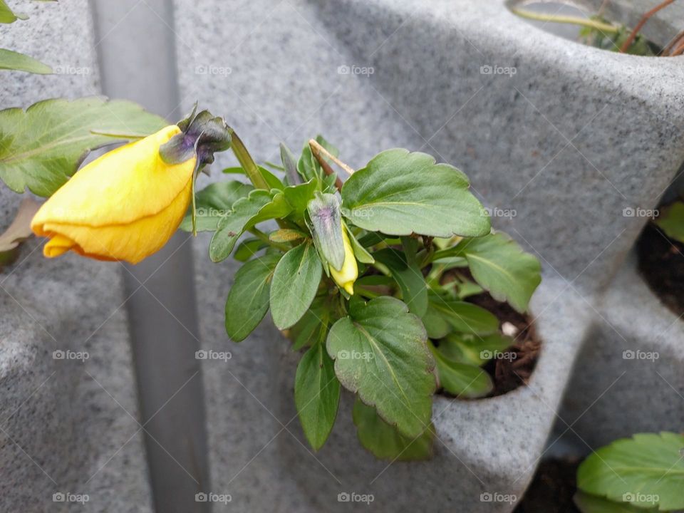 Flowers in a pot