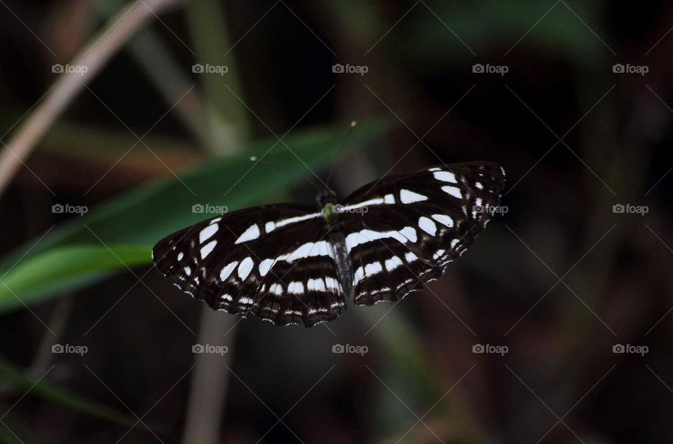 Neptys genera of butterfly. Marking on white and black pattern colouring species of Nymphalidae member this one . Easy seen at the yard for longan hostplant .