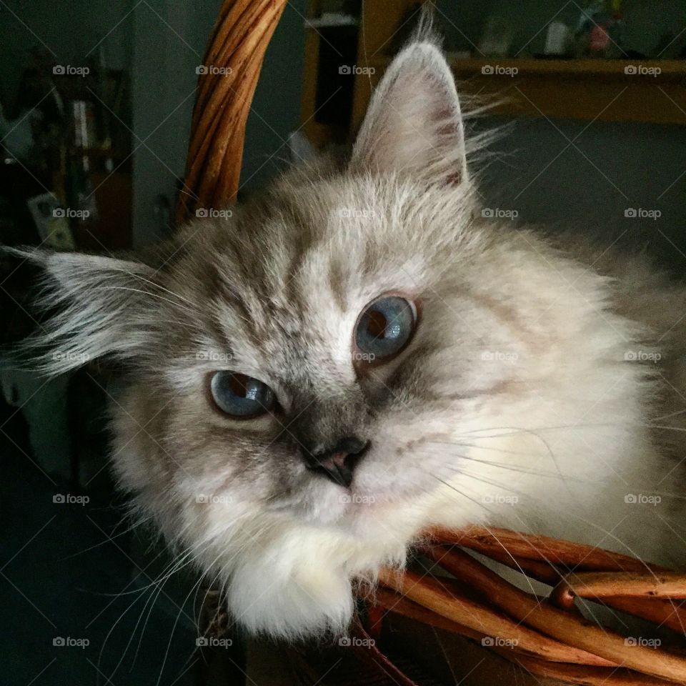 A brown cat is in her bedroom