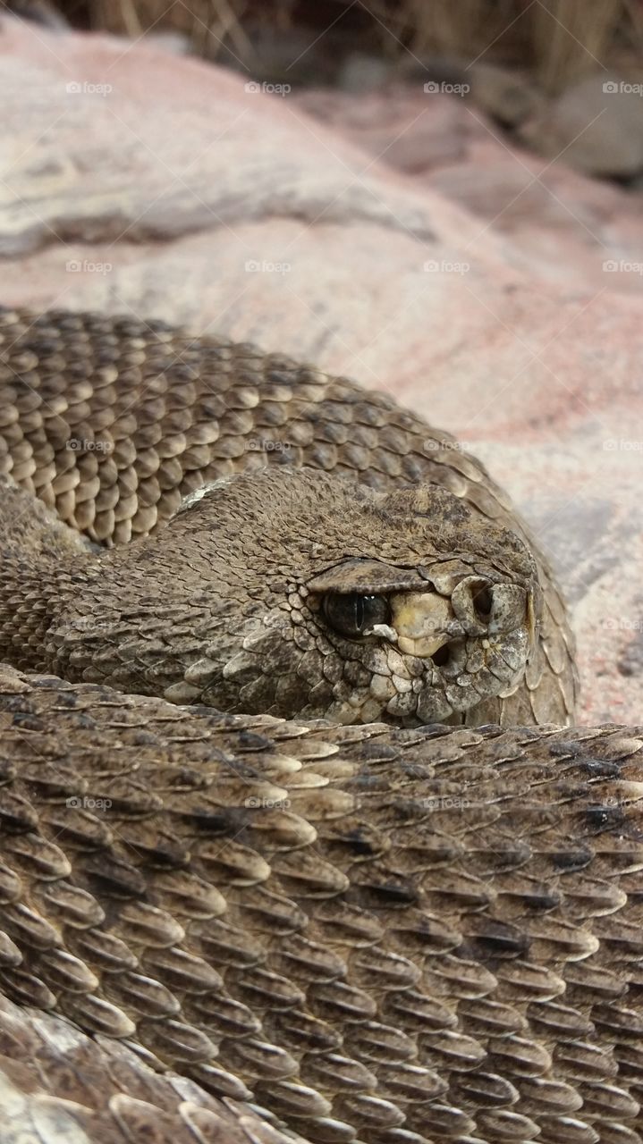 Snake. At The Philadelphia Zoo