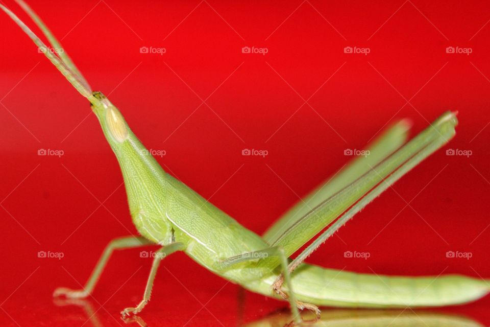 Green Grasshopper on colorful background