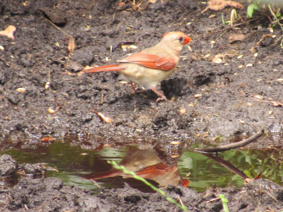 Cardinal with reflection