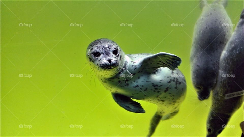 a young pretty baby seal seems to be  waving under water