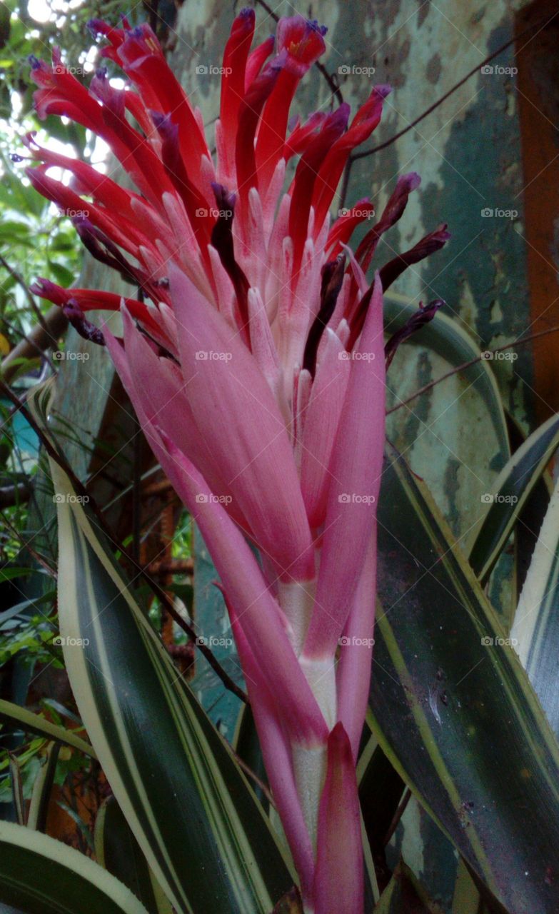 Red Tropical Flower