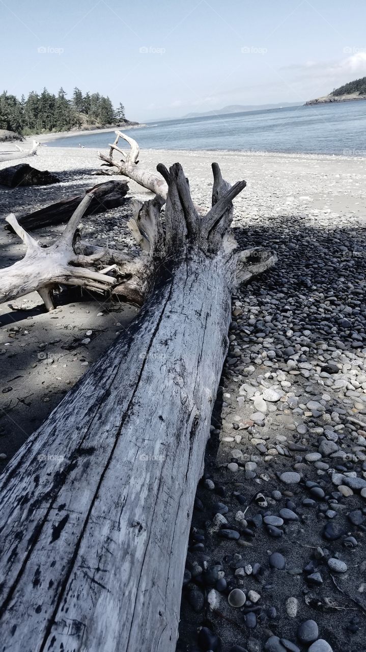 Total Driftwood