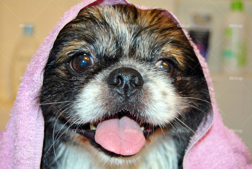 Portrait of dog sticking its tongue out