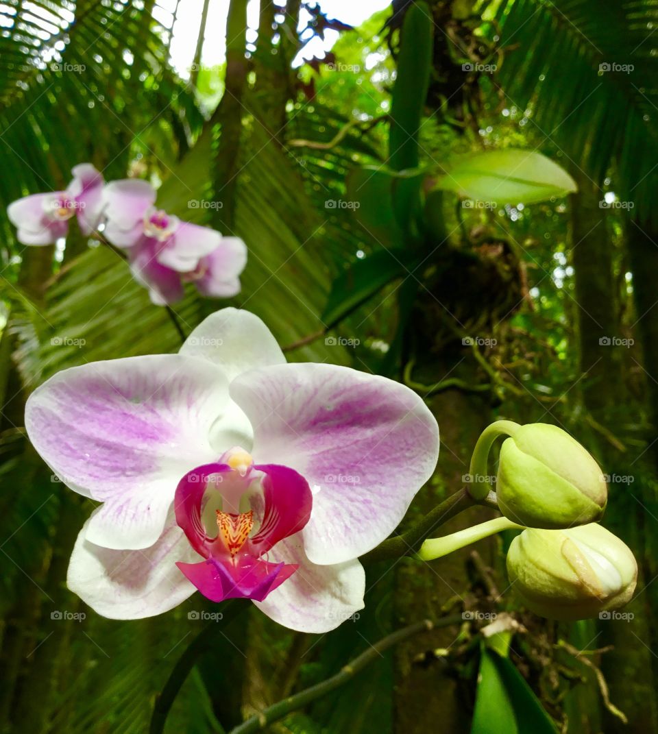 Orchid at Hawaii Tropical Botanical Garden