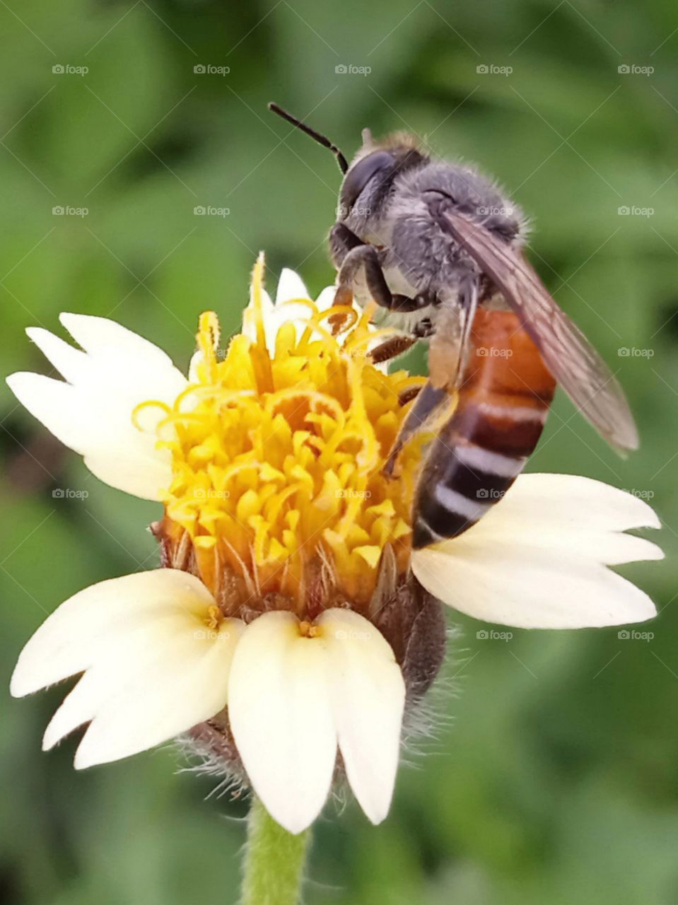 A beautiful bee collecting nectar on the flower.