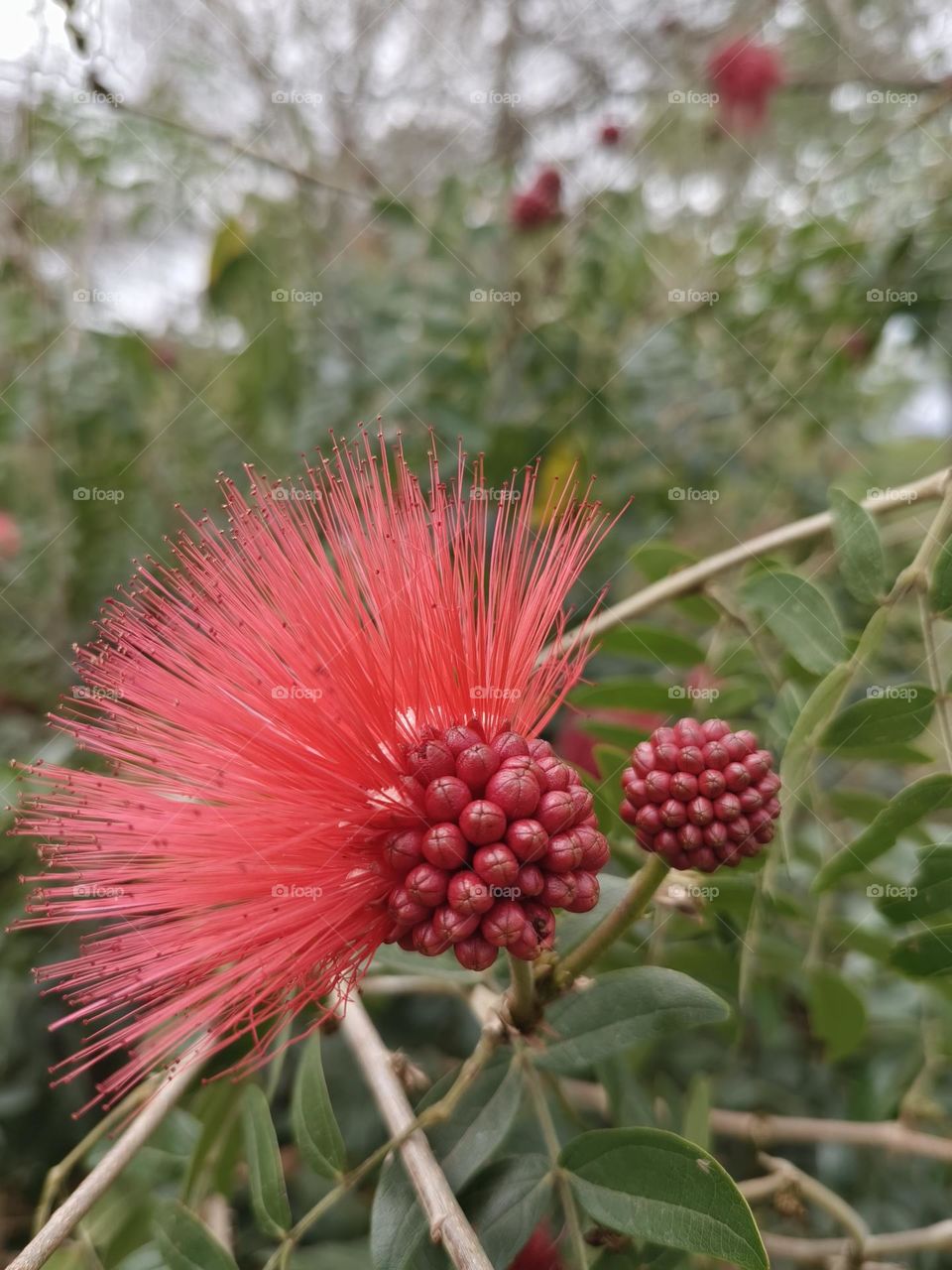 Bold and unrestrained Zhu Yinghua