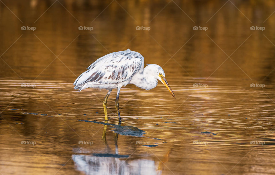 Bahrain wildlife pictures