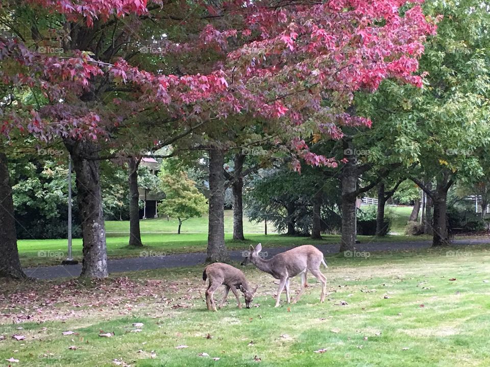 Autumn and deers