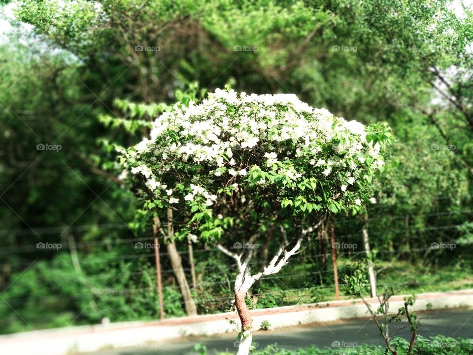 nature lover in the world