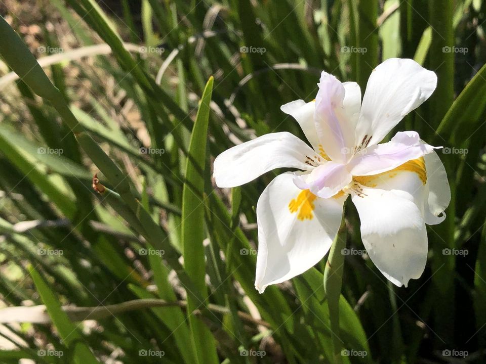 Iris flower white and yellow green leaves on plant