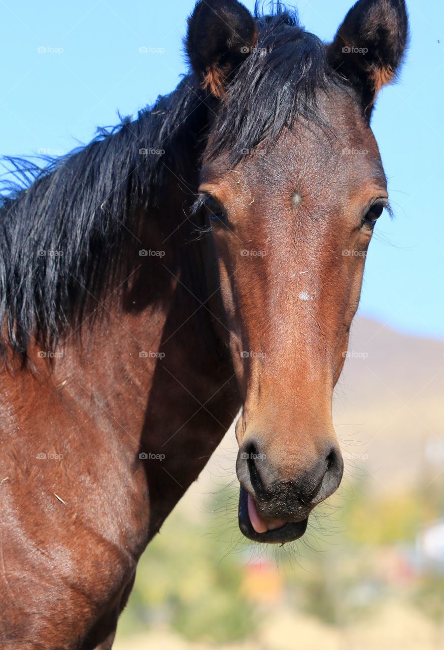 Head and mane shot facing camera wild American mustang horse closeup in the high Sierra desert 