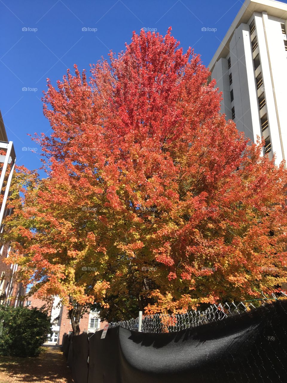 🍀🍁☘️🍂🍃