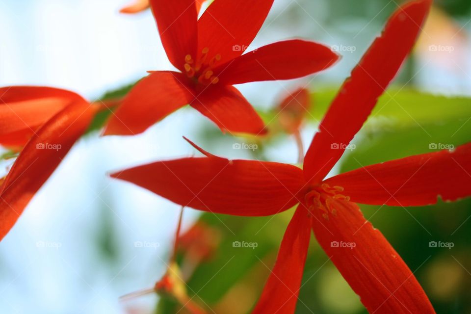 Close-up of red flowers