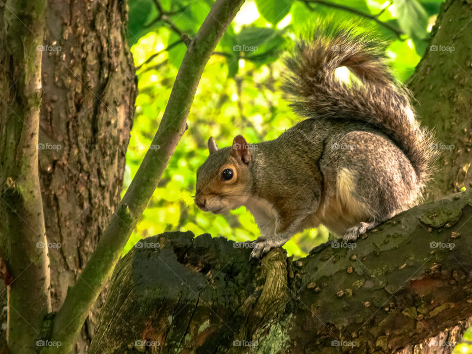 Squirel