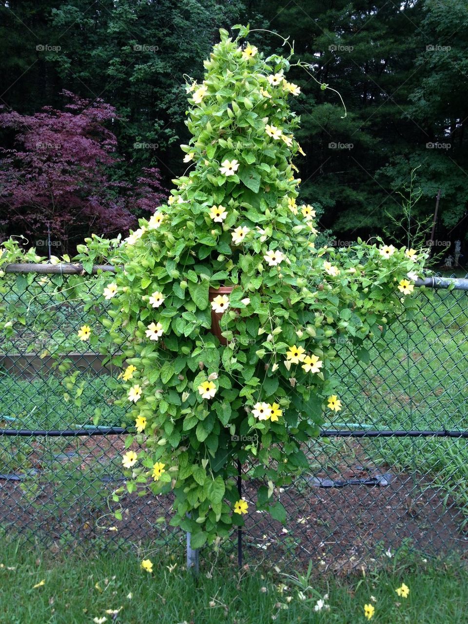 ANNUALS Lemon Star Flowering