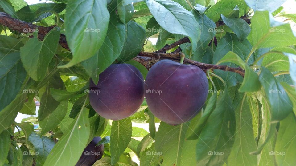 Ripe plums hanging from the tree