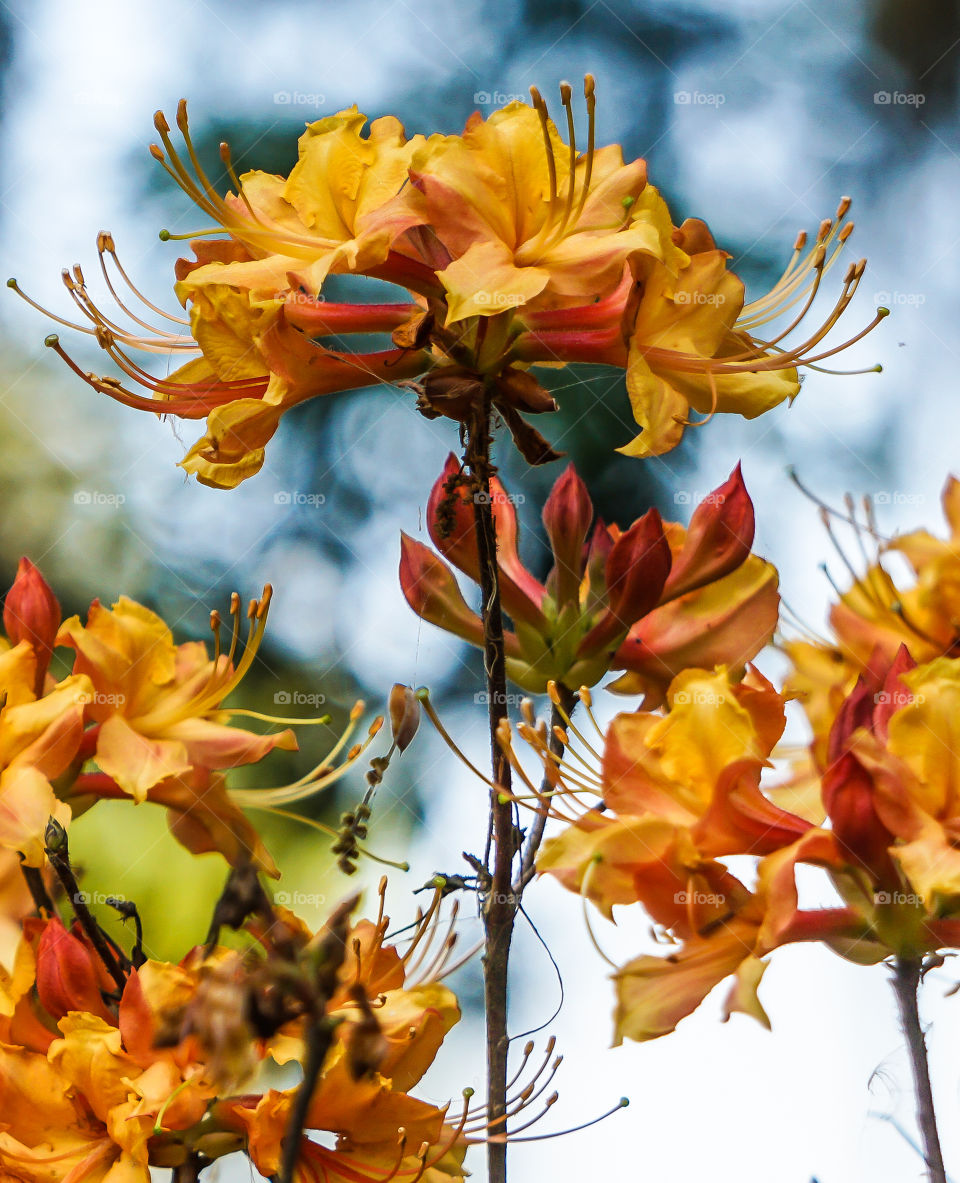 Orange Flower-Blue Sky 