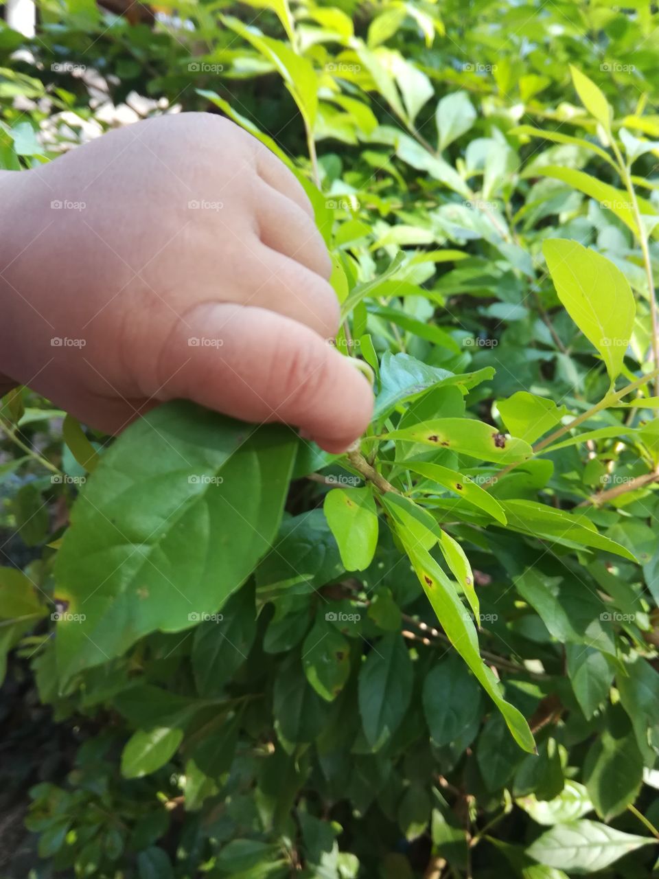 baby hand with greeny leaves