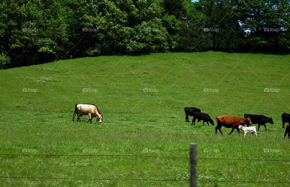 Cows in Arkansas near Buffalo River