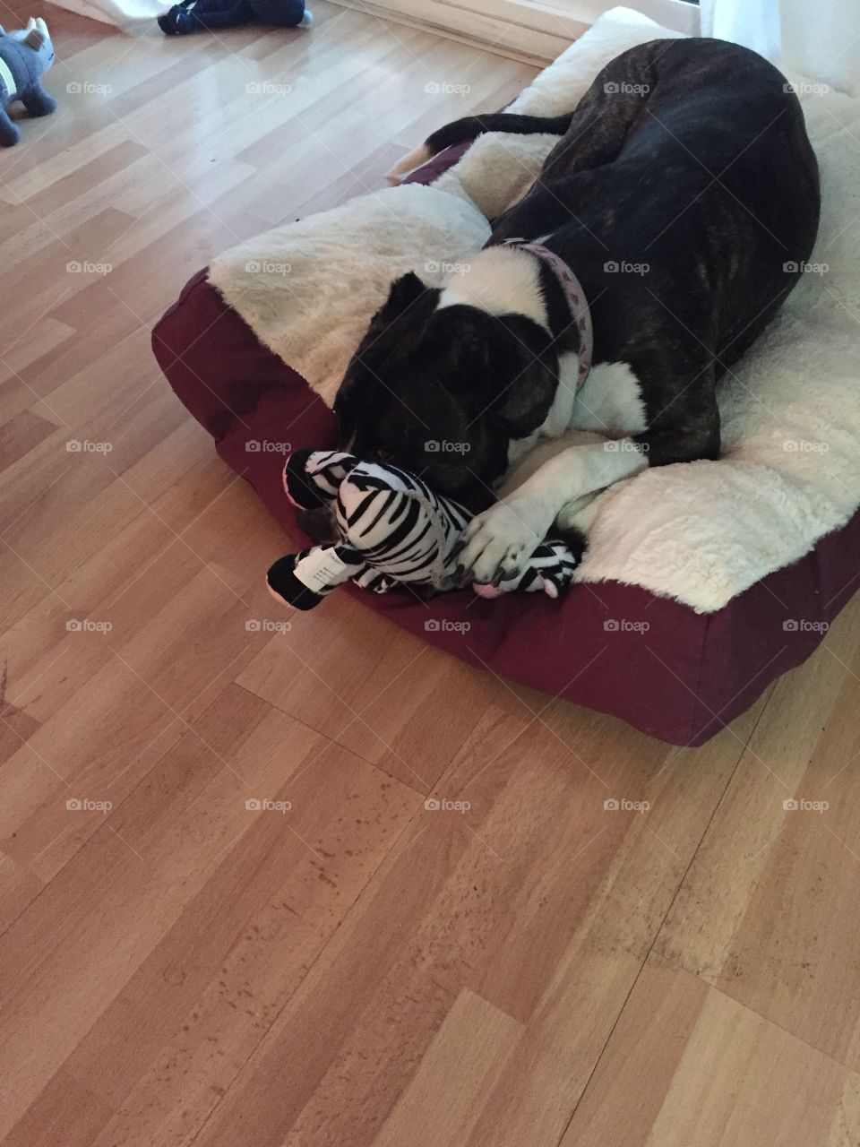 Don't look at me!  I'm hiding, don't bug me


