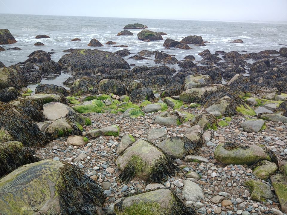 Seaweed by the sea shore