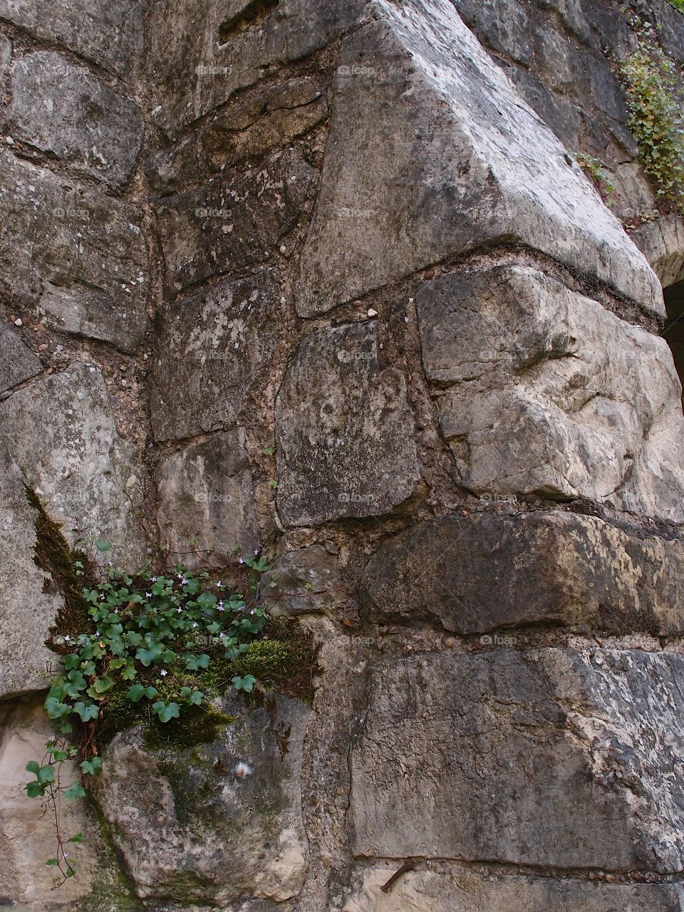 Textured stone wall with flowers growing out of it on a summer day in Europe. 