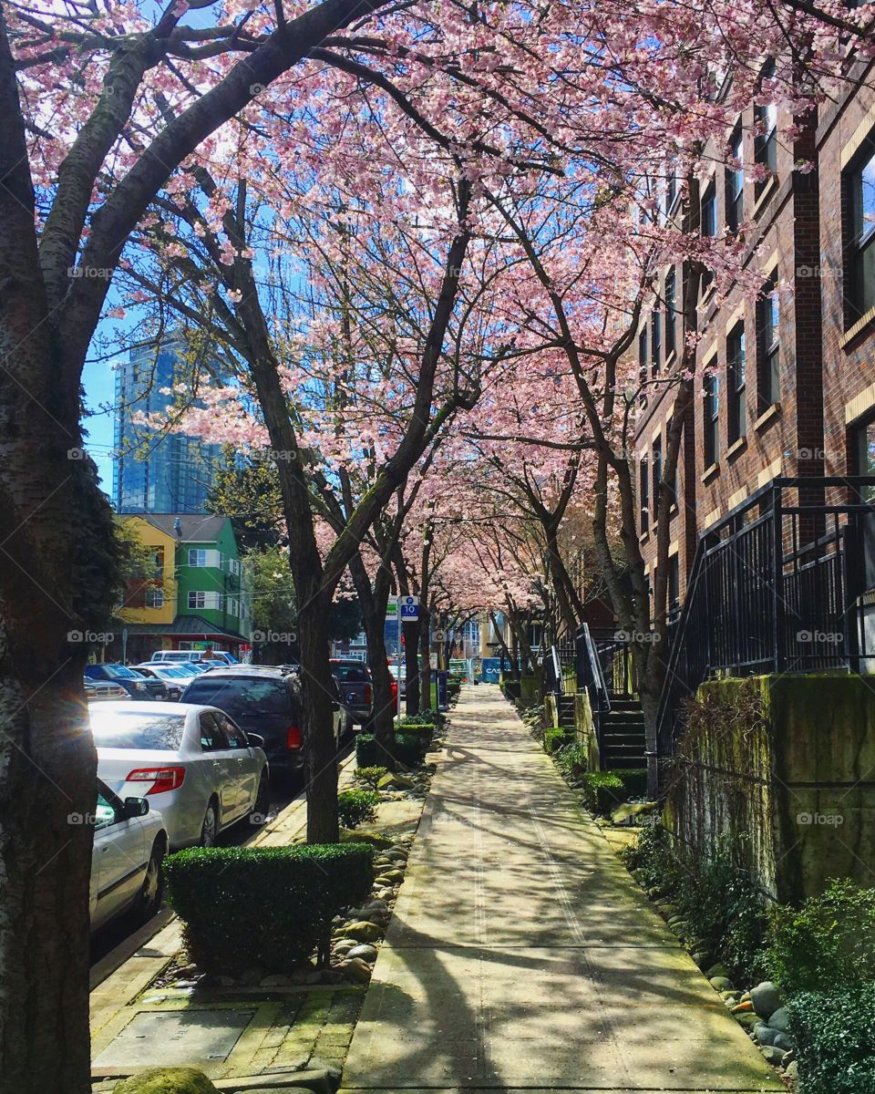 Cherry blossoms in bloom in Seattle 