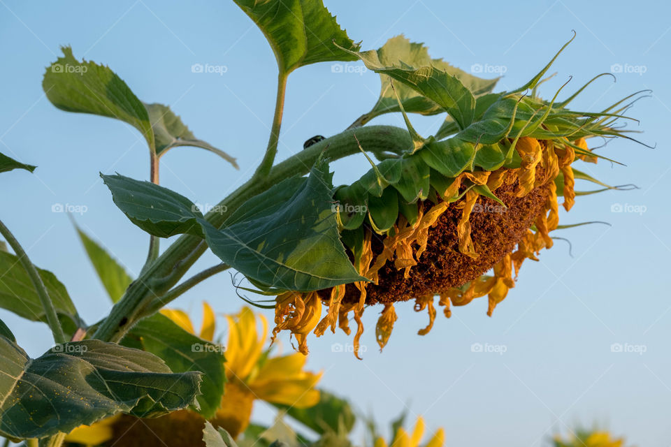 Foap, First signs of Fall: A sunflower is still beautiful as the seasons change from Summer to Autumn. 