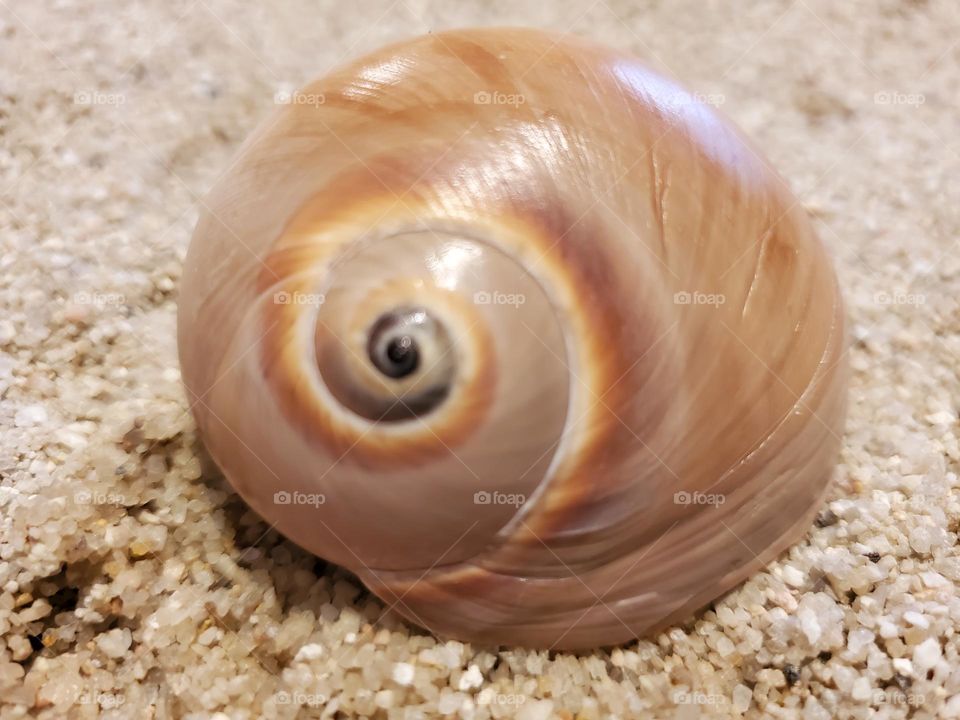 "Shark Eye" Moon Snail Shell