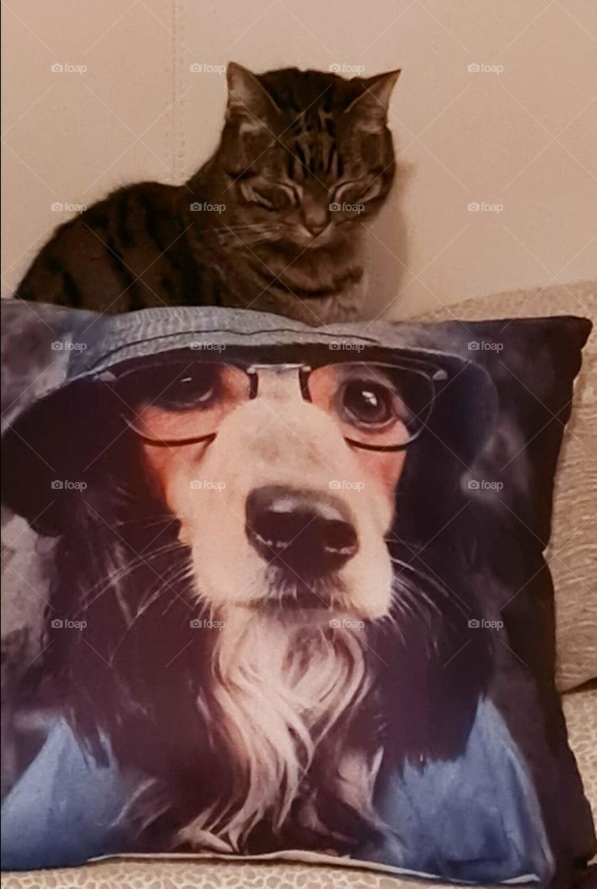 Kitty on dog's head. But... wait...