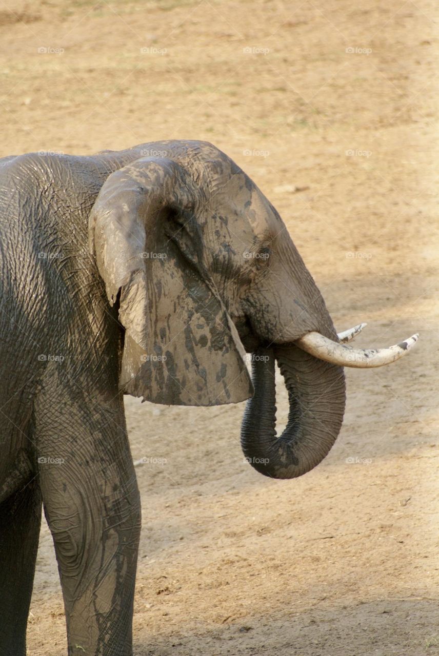 A gentle giant drinking water 