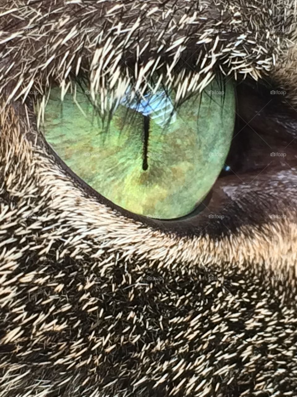 Close up of my cats eye. Neat