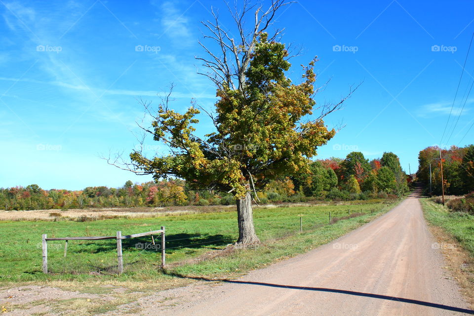 Norway Maple tree in the wide open country setting Pennsylvania 